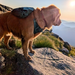 Sunny Days the Golden Retriever on Algonquin Mountain gazing towards the sunset.
