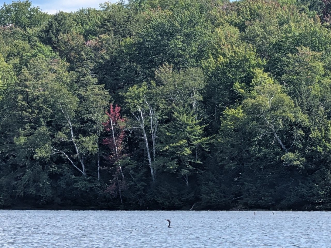 loon