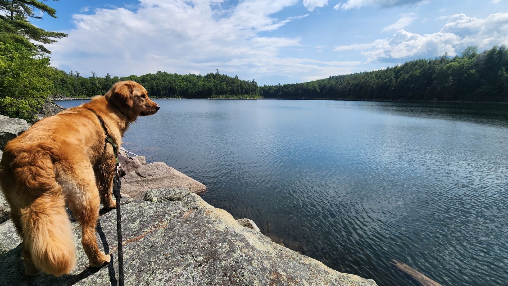 Sunny Days at lost pond