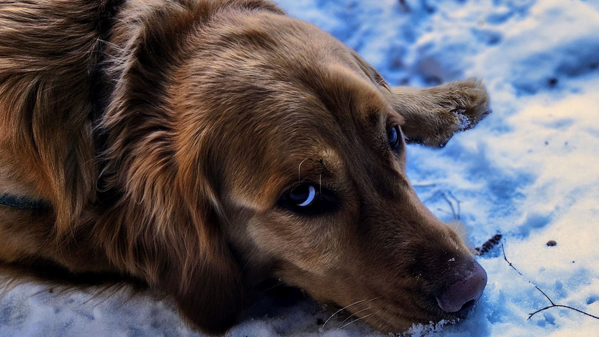 sunny looking pitiful in the snow