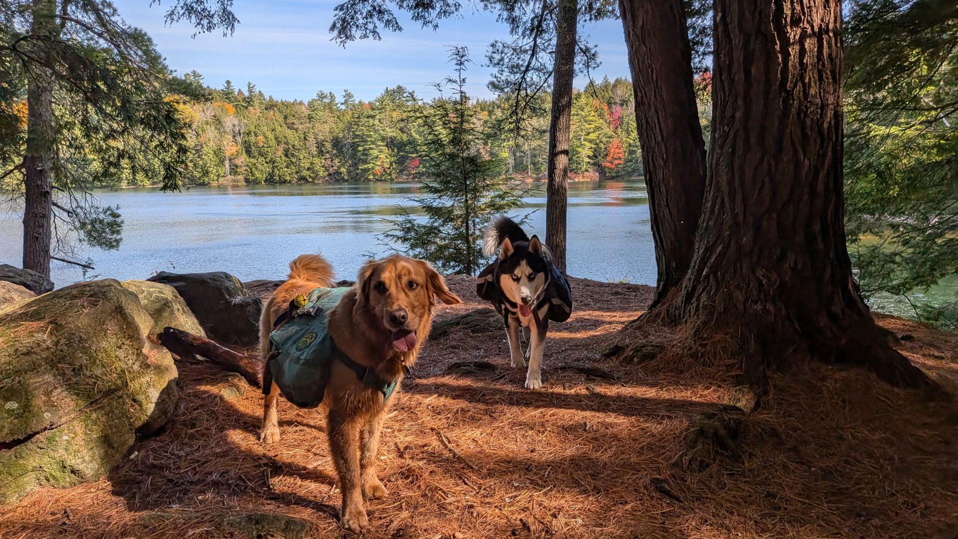 Sunny and Zuko at Clear Pond