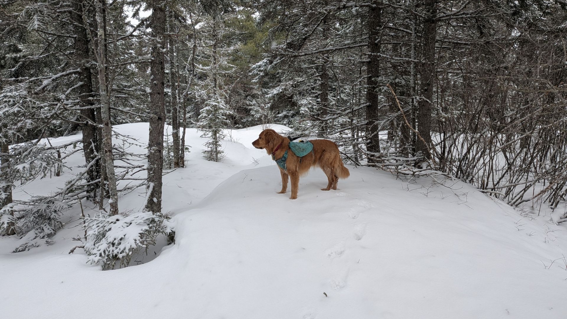 Sunny wondering why we are here.