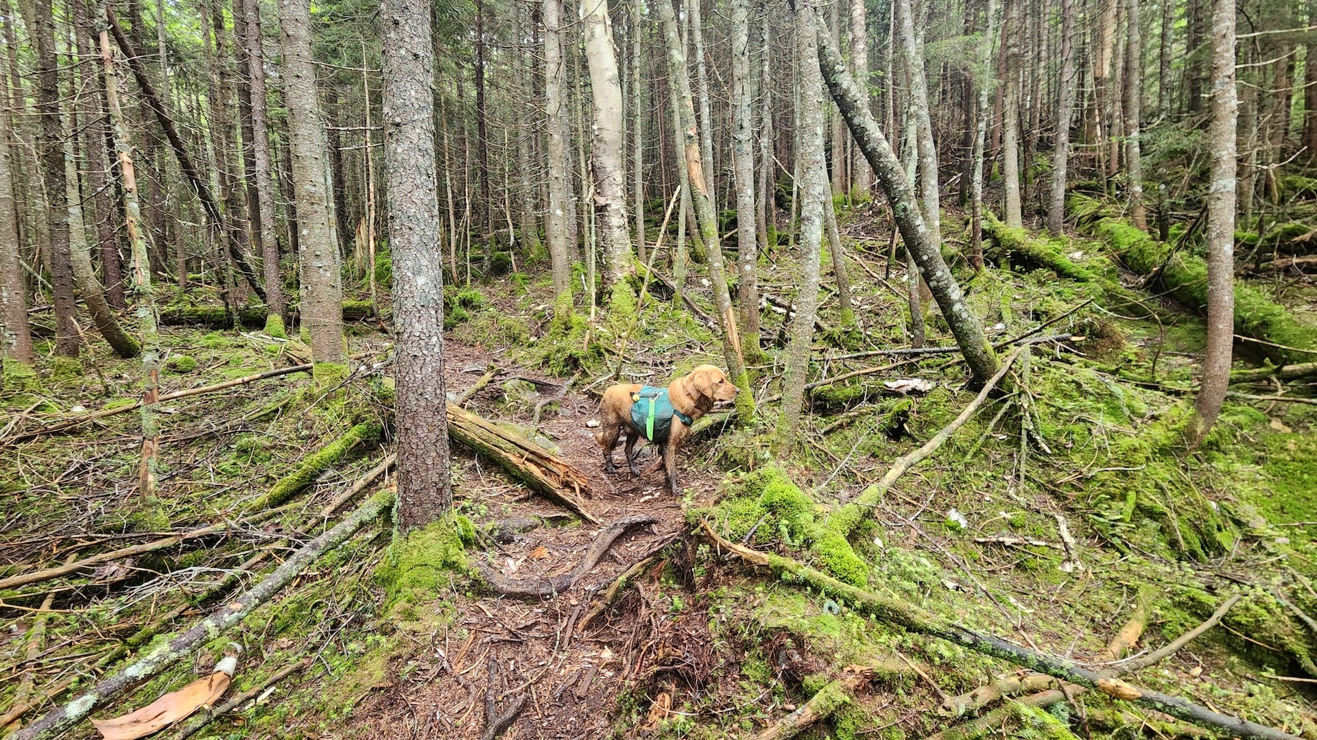 The absolute MOOD of Mt.Redfield.