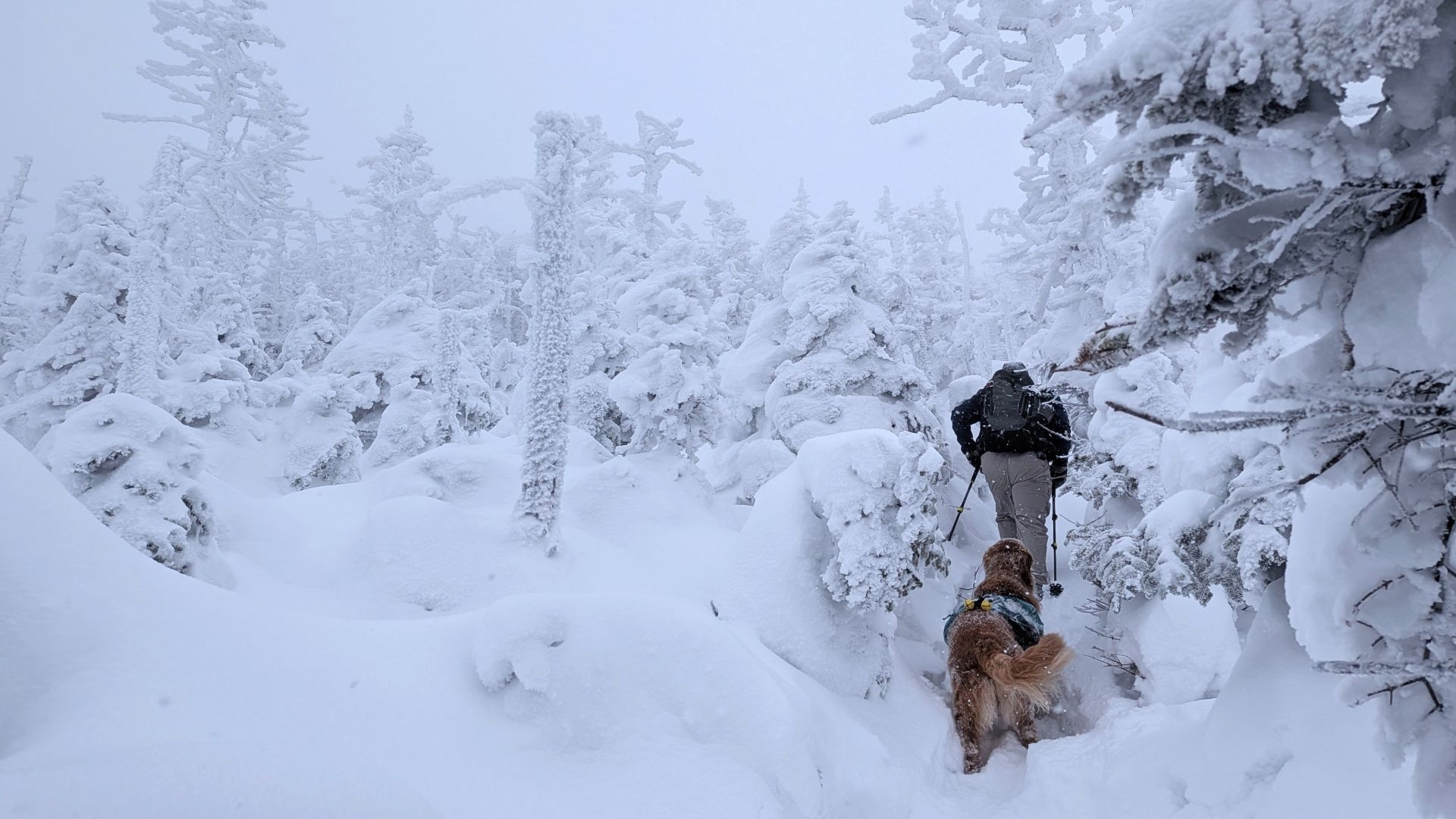 SD  and dan up Tabletop