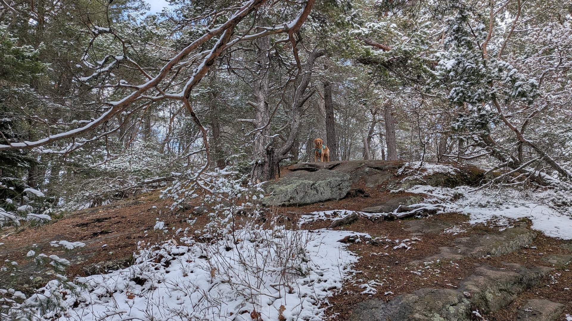 Sunny on the Baker Mountain summit.