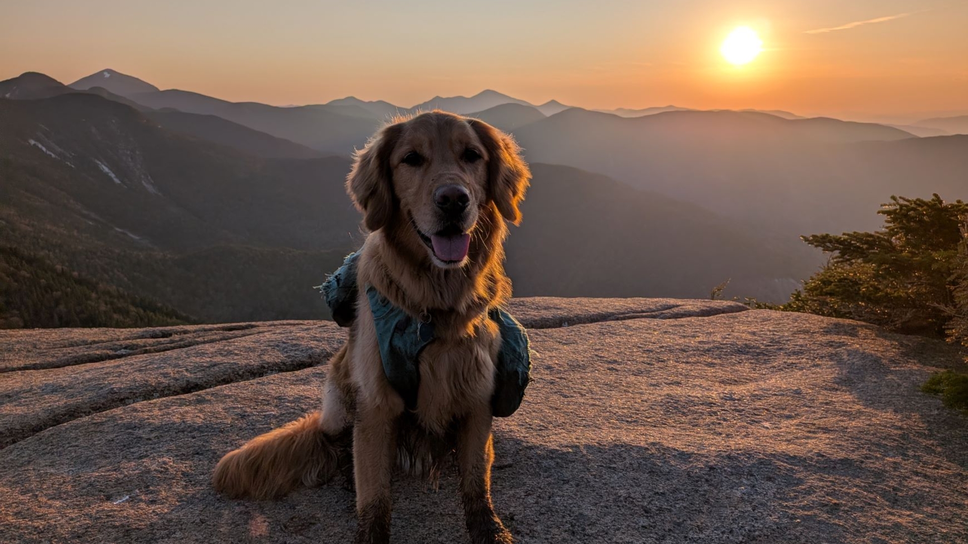 Sunny on Armstrong at Sunset.