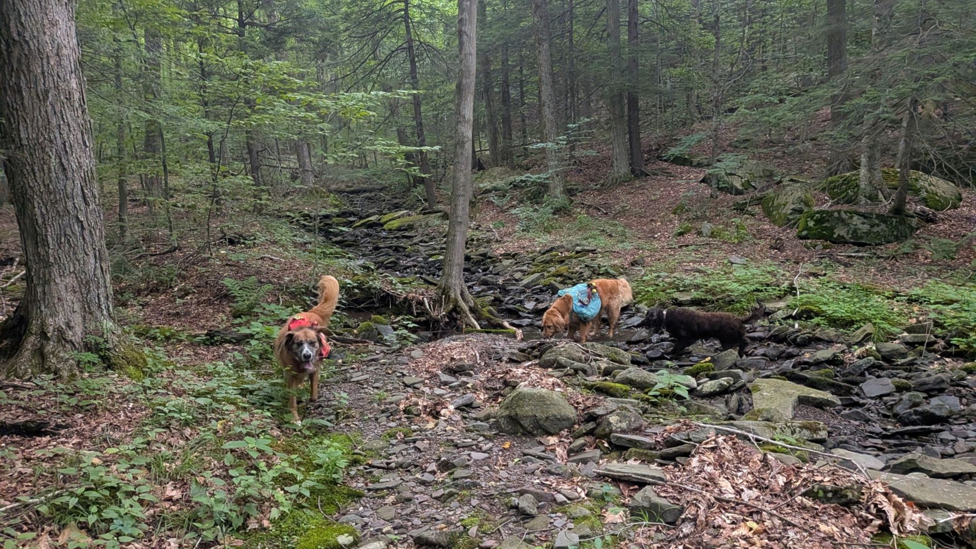 Sunny, emma,  and marley