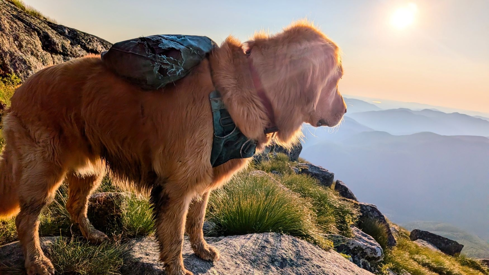 Sunny Days the Golden Retriever on Algonquin Mountain gazing towards the sunset.