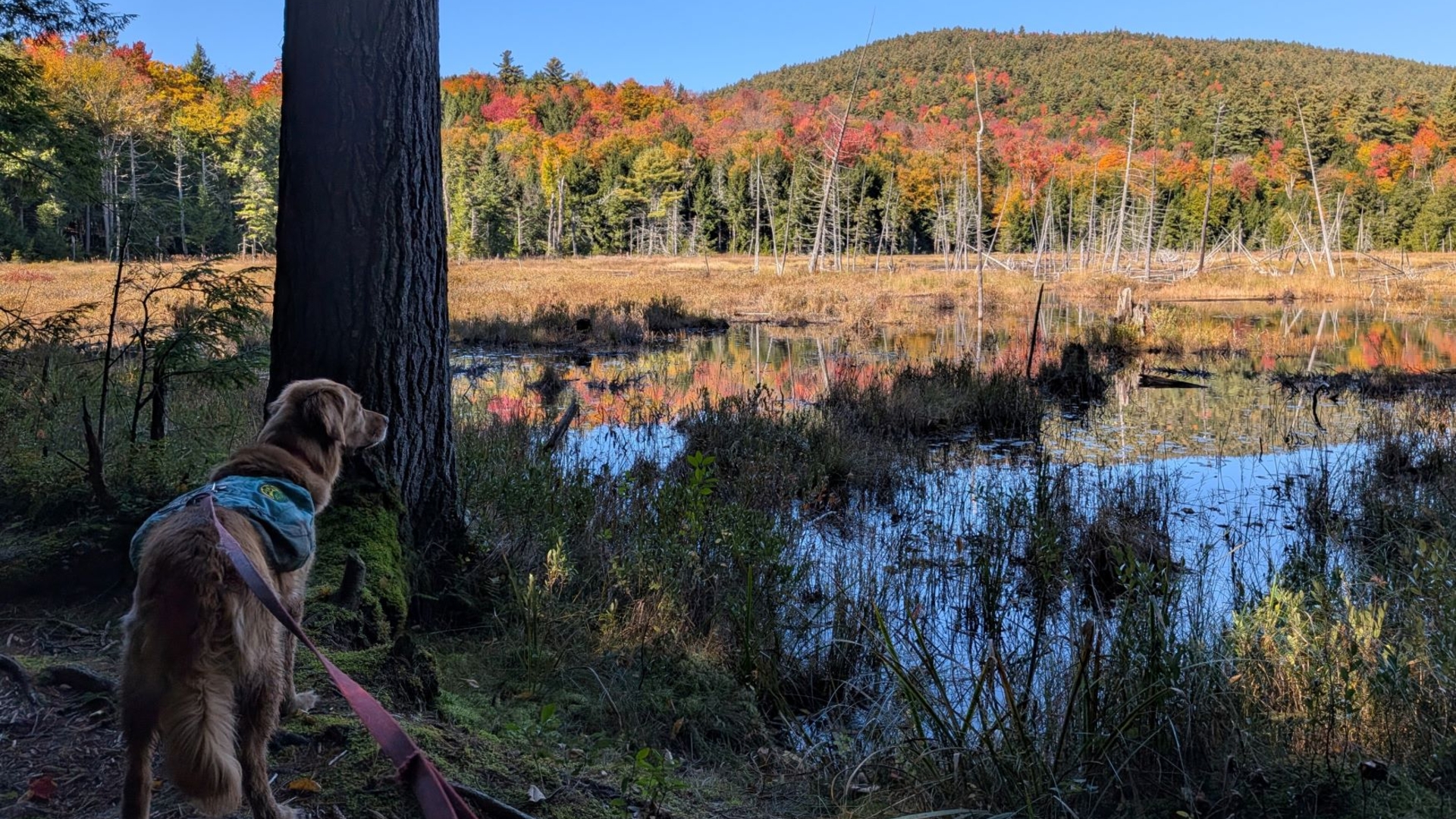 Sunny Days at Mud  Pond on his way to  Treadway Mountain