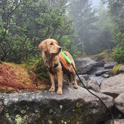Majestic on pride rock