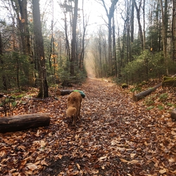 Trail sunrise sunny
