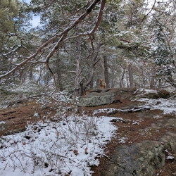 Sunny on the Baker Mountain summit.