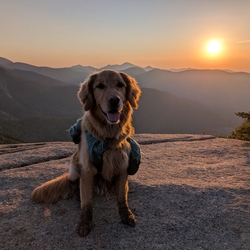 Sunny on Armstrong at Sunset.