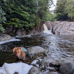 Sunny Days the golden retriever swimming  at Rocky Falls along Indian Pass in the Adirondack High Peaks Region.