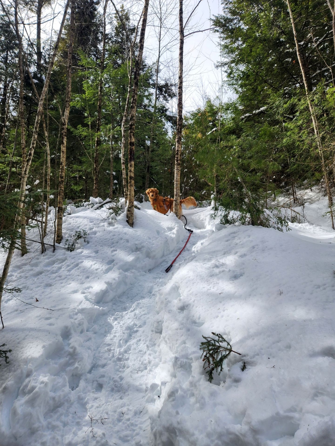 Sunny atop the hill