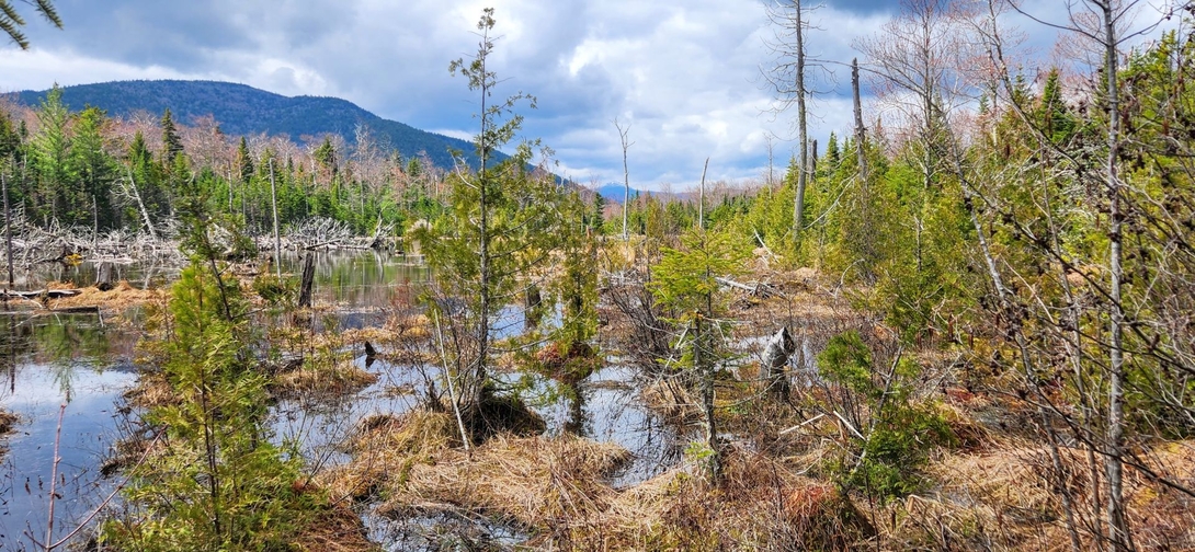marsh with mountains in the distance
