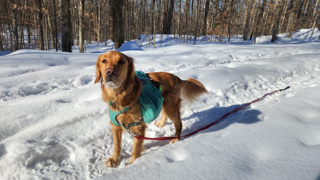 sunny on trail in snow
