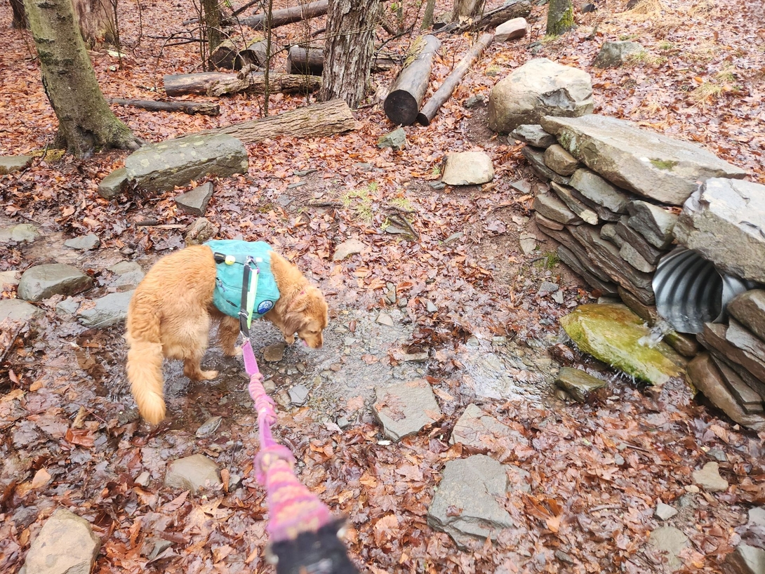 sunny at a little stream