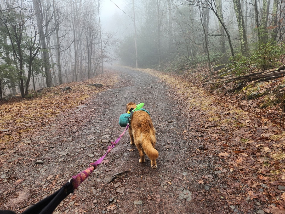 sunny on trail