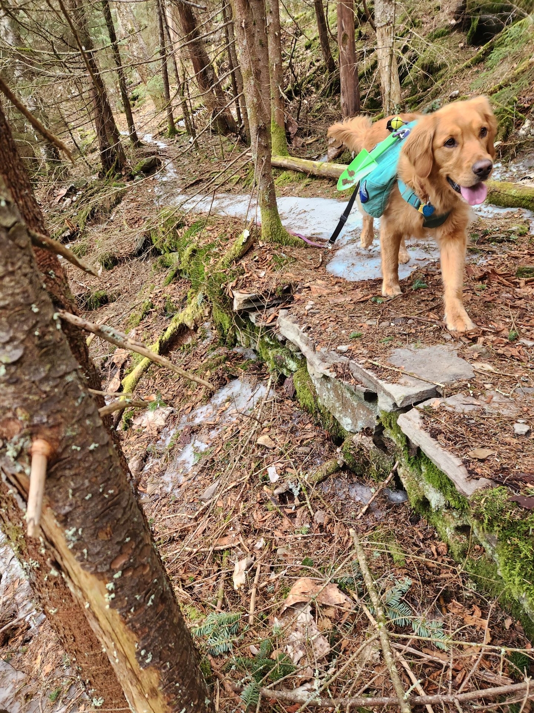 trail levelled