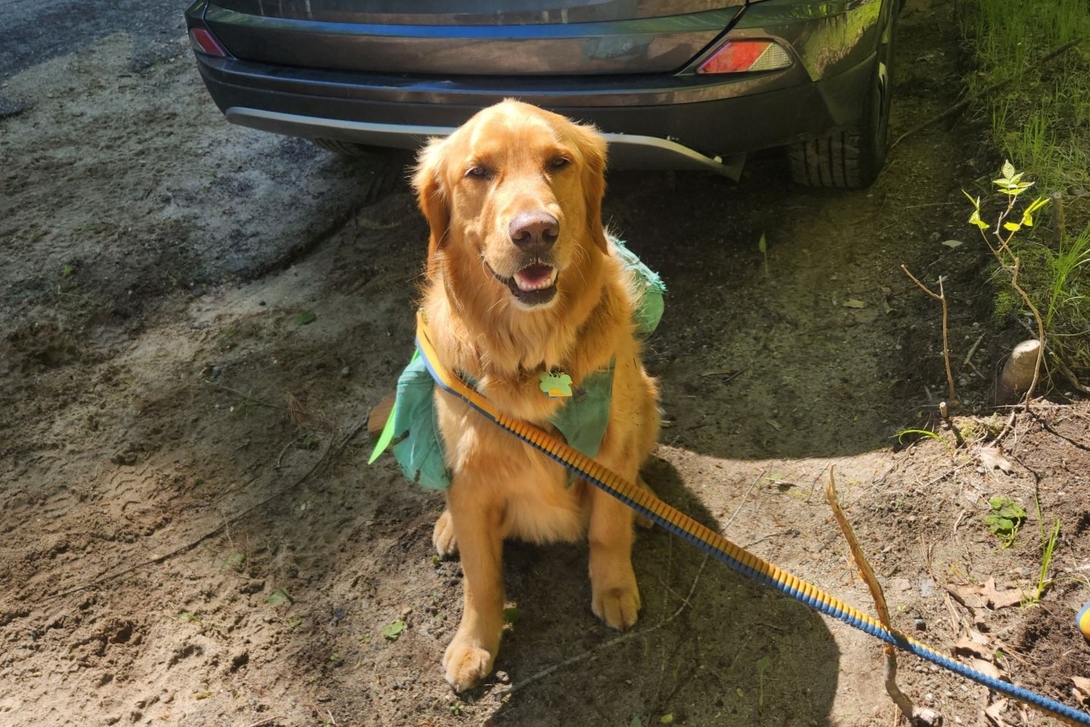 Sunny at the jay trailhead