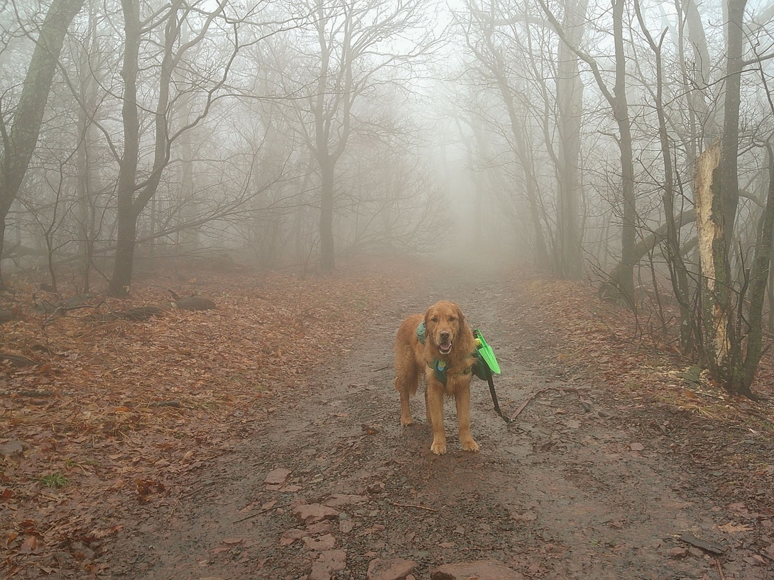sunny enveloped in fog