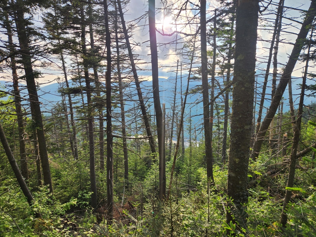 along the ridge