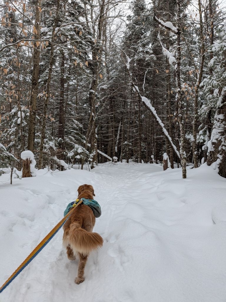 into the woods again