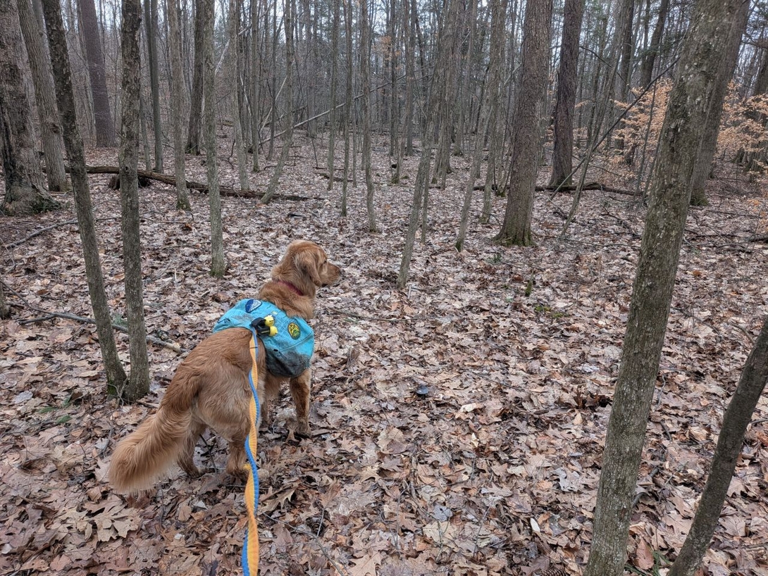woods