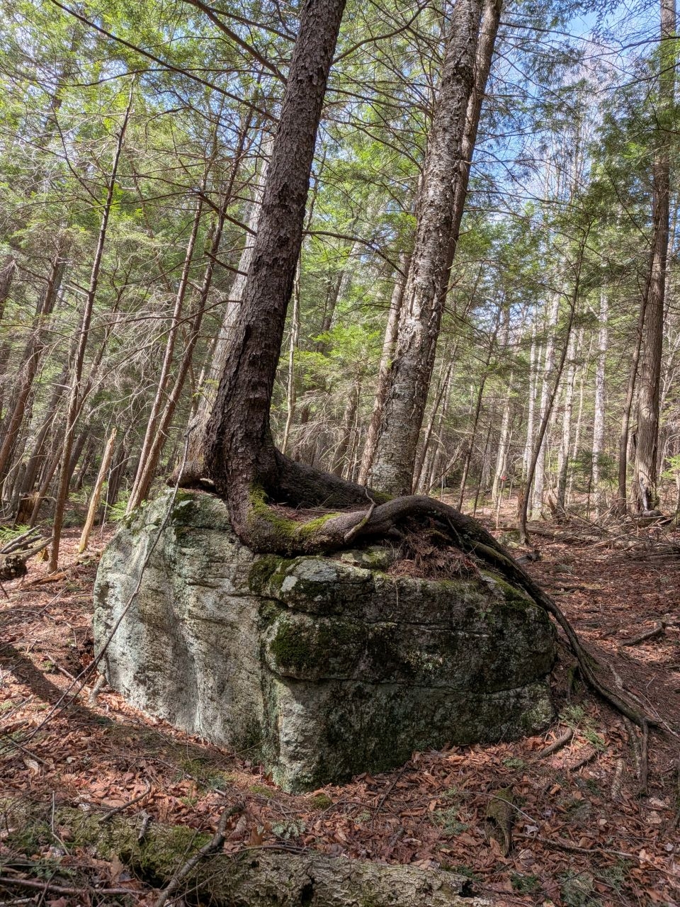 tree rock
