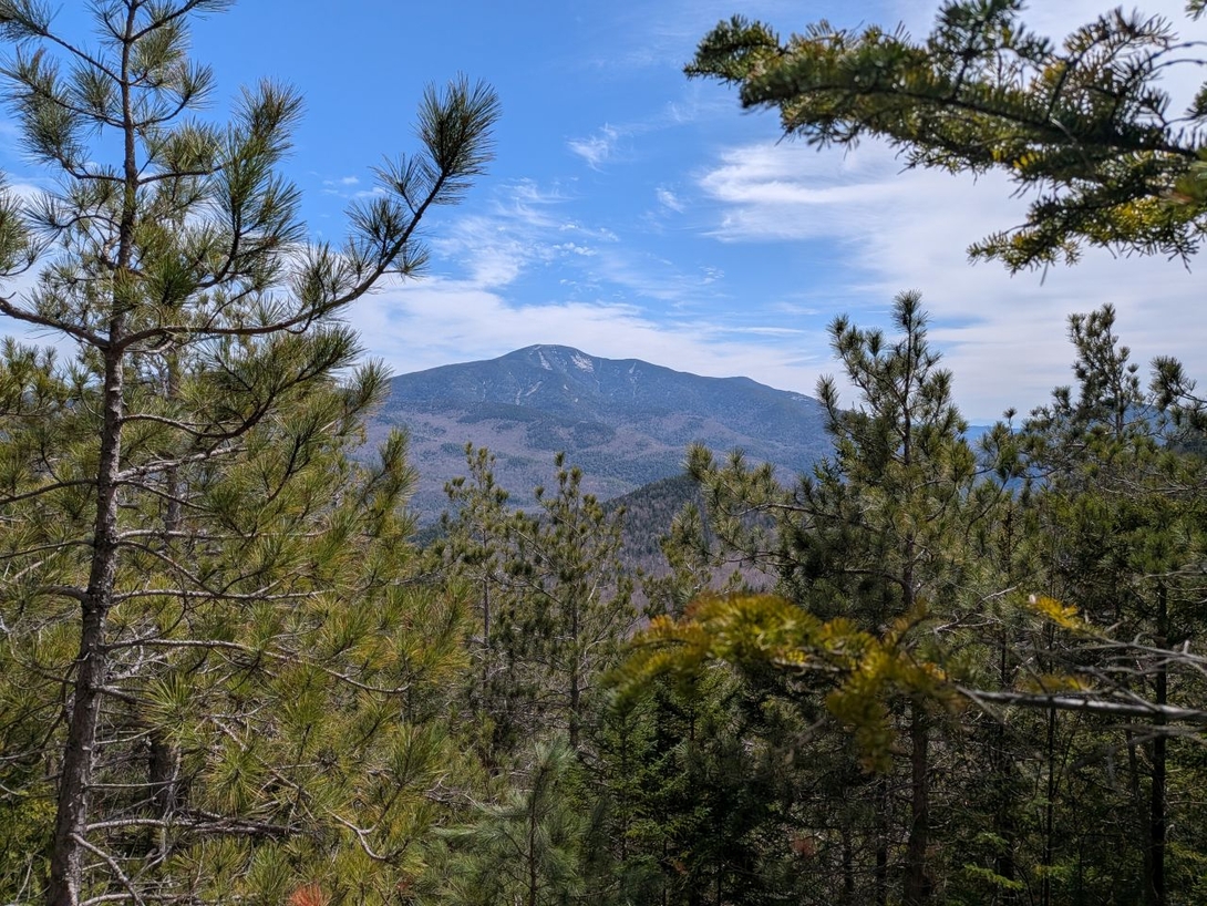 gant from rooster comb