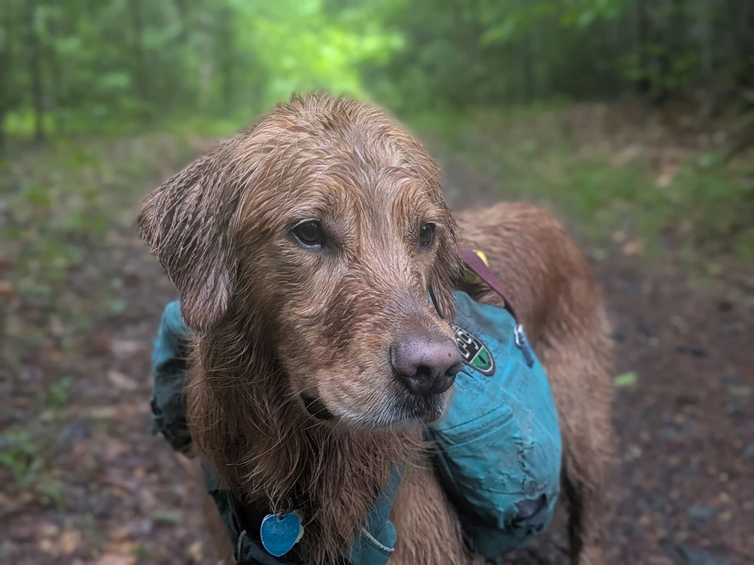 sunny muddy and wet
