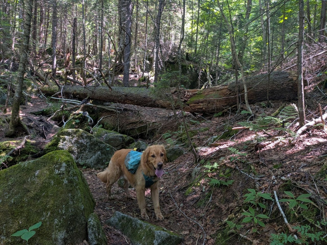 boulders and woods
