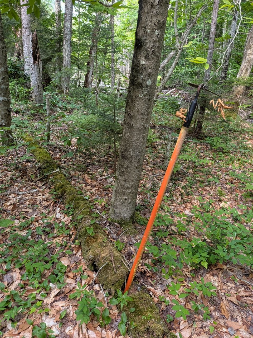 hoe