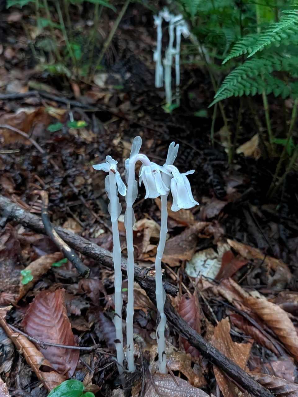 ghost  pipe