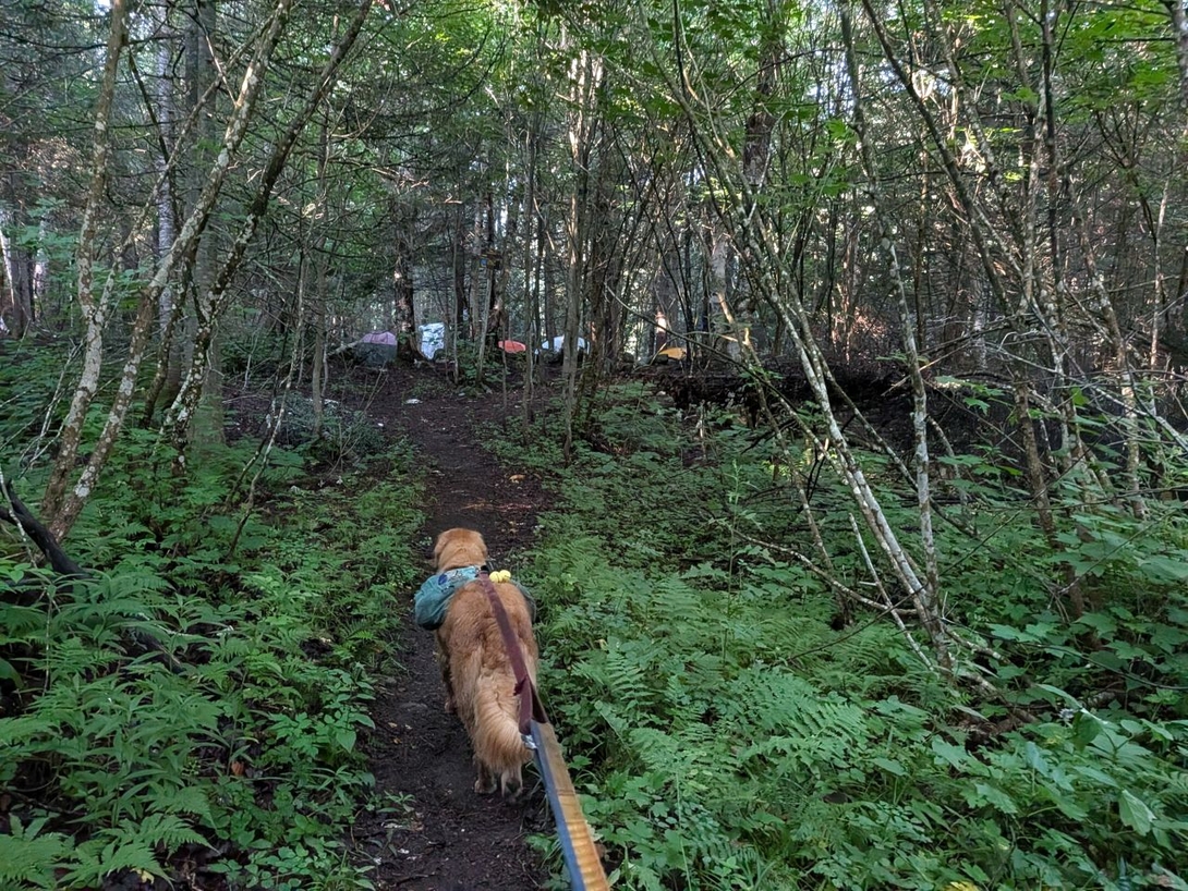 scott clearing campsites