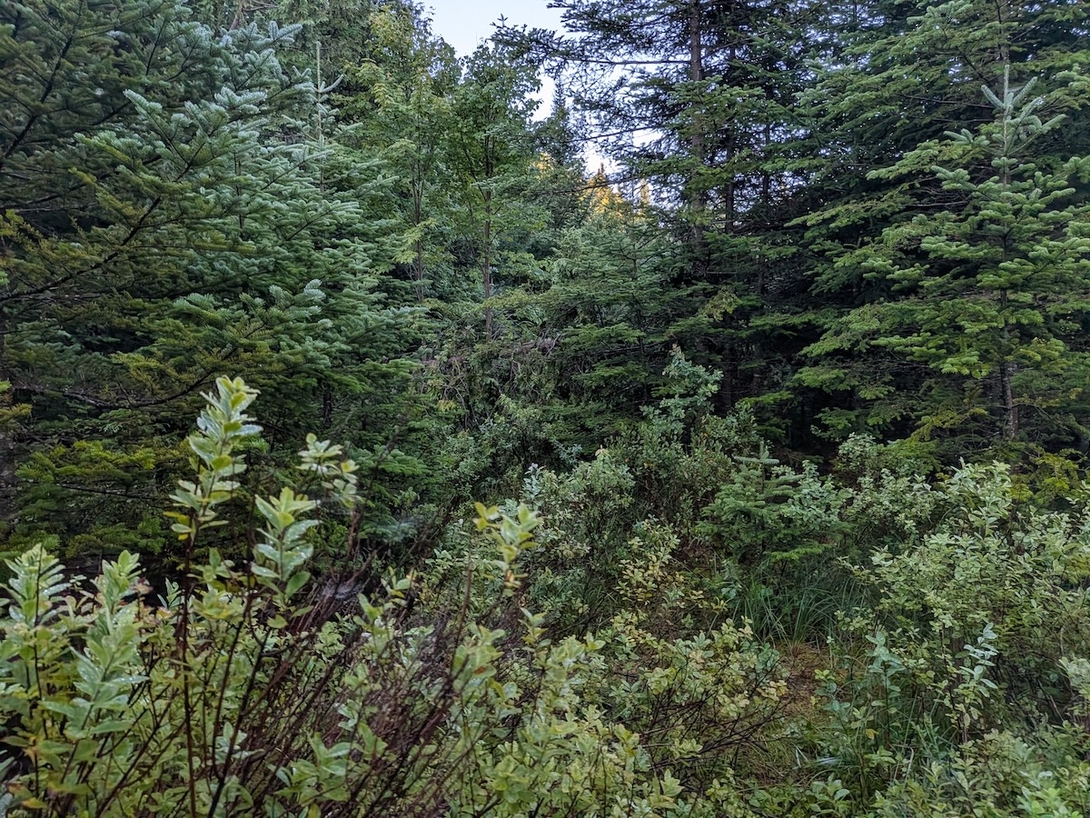 brush not trail