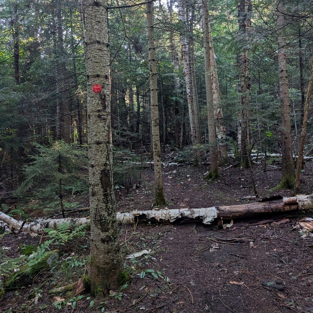 birch