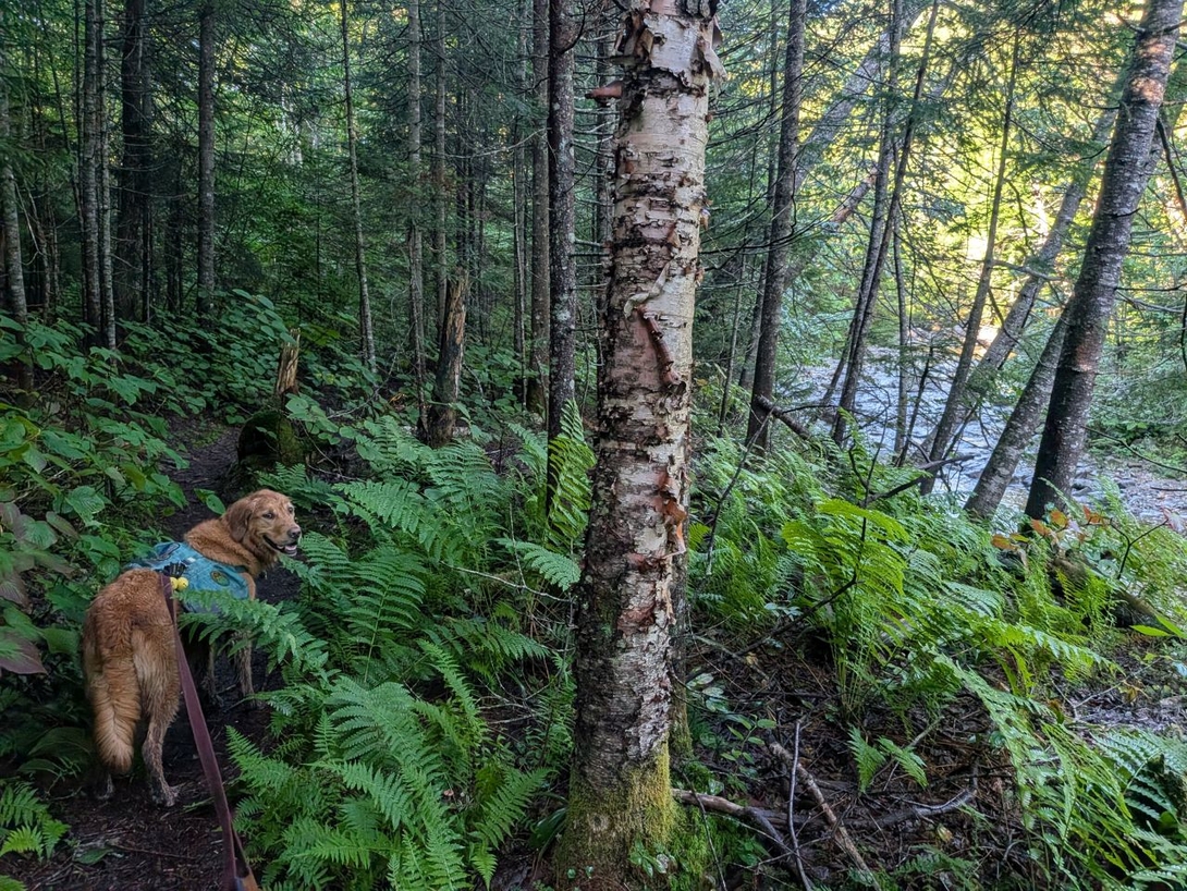 back on track... trail  by indian pass brook
