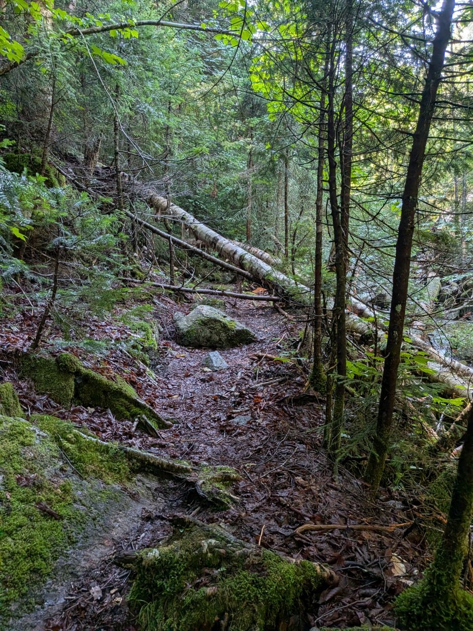 some more blowdown