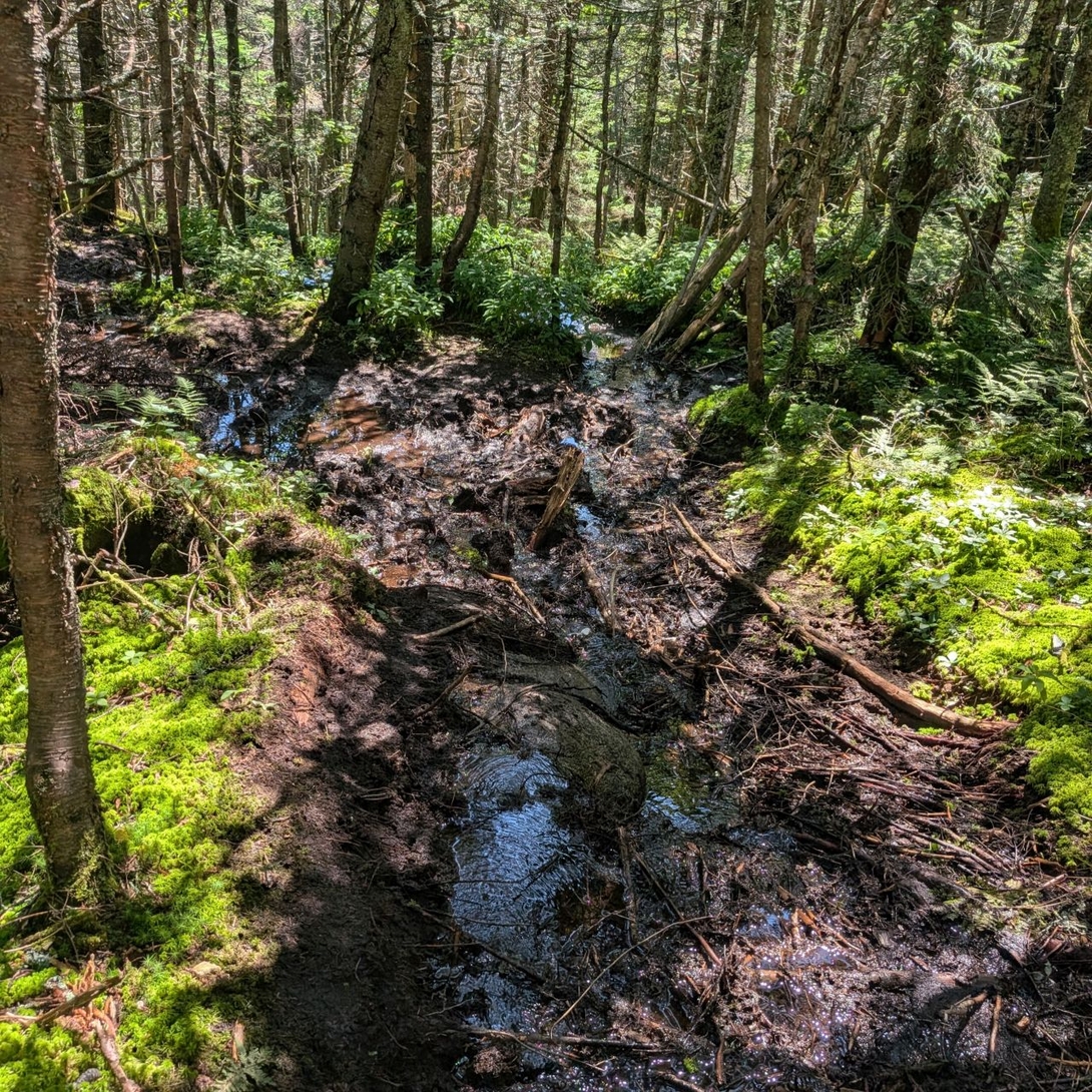 muddy trail