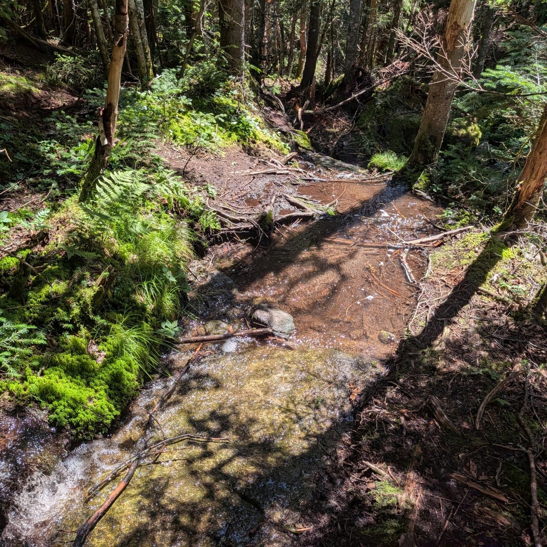 muddy trail