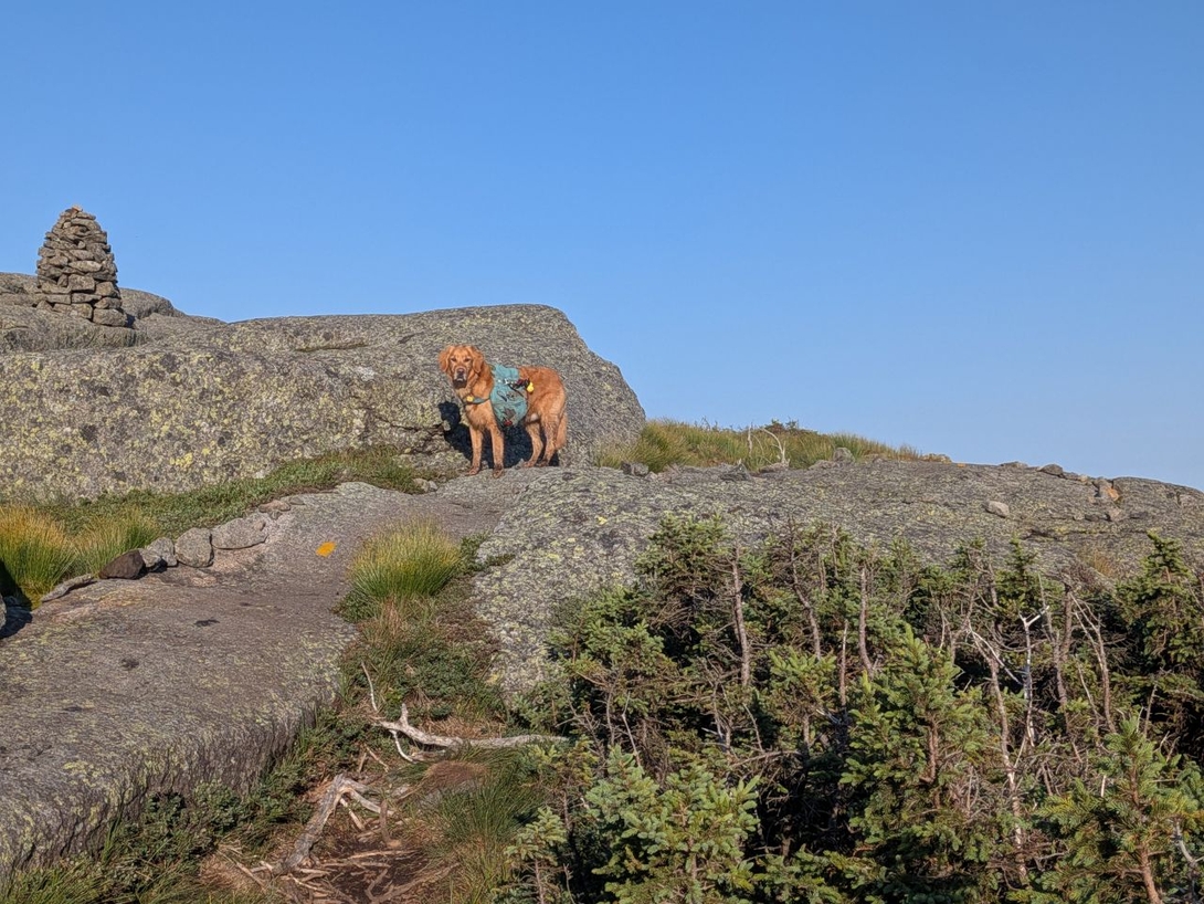 sunny on Algonquin again
