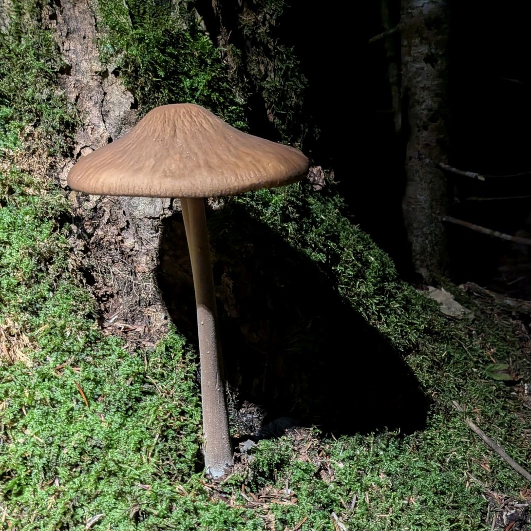 mushroom