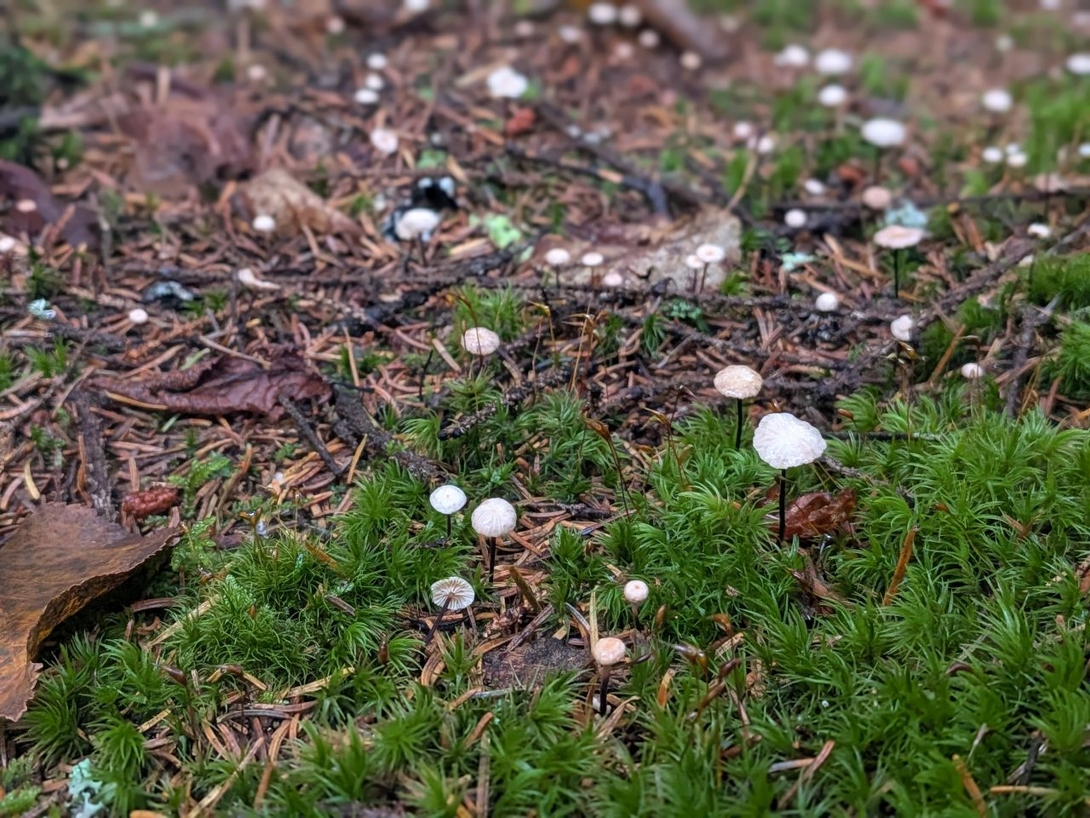 little shrooms