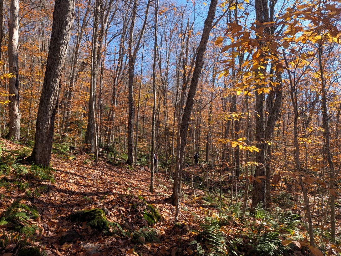 woods wandering