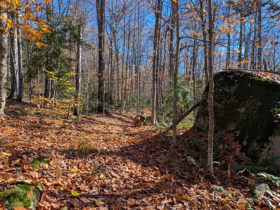 woods rock