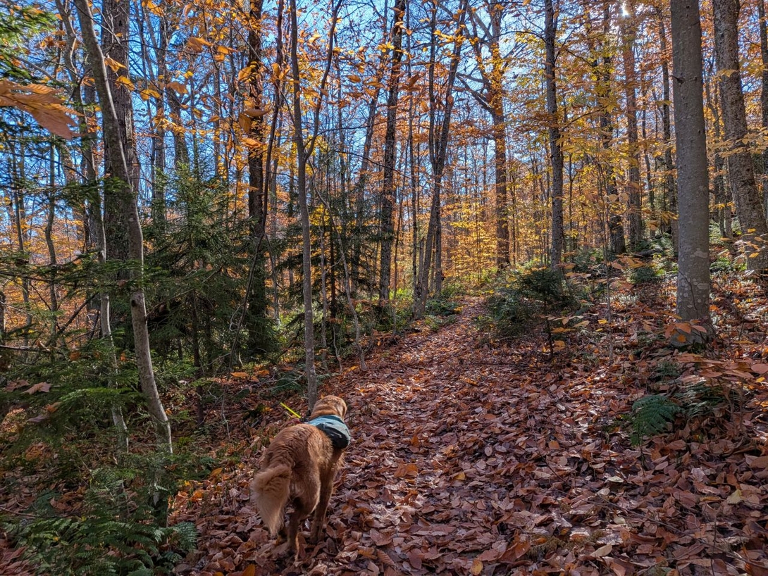 through the woods