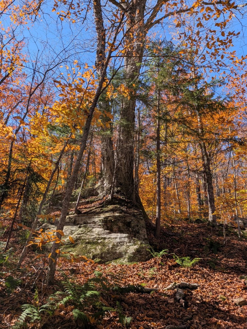 tree on big rock